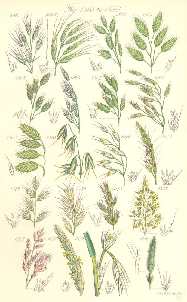 WILD FLOWERS. Brome-grass Oat Bristle-Lyme Regis-Wood Barley. SOWERBY 1890